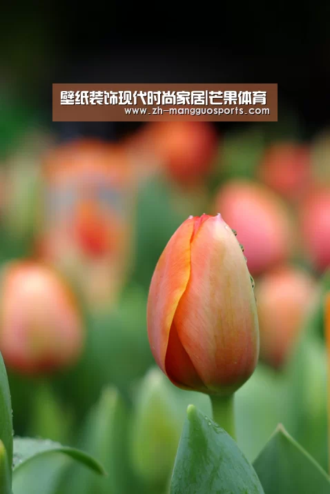 芒果体育